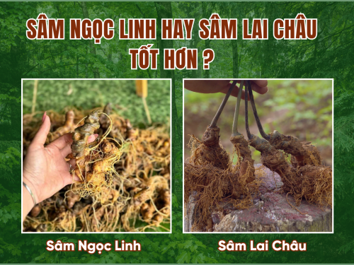 Sâm Ngọc Linh và sâm Lai Châu sâm nào tốt hơn? 